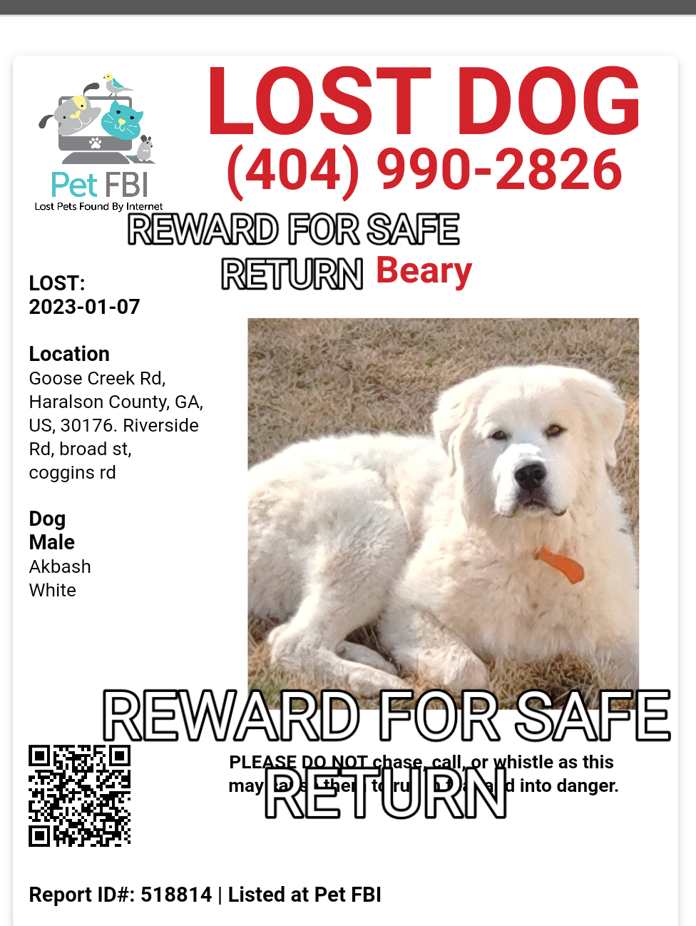 Image of Beary, Lost Dog