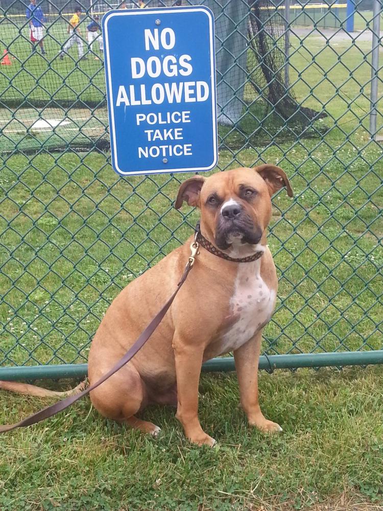 Lost Dog Bullmastiff in NEWTOWN, CT - Lost My Doggie Lost Dog Bullmastiff in NEWTOWN, CT - Lost My Doggie