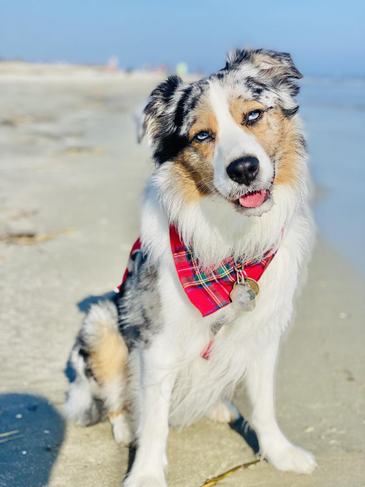 Lost Dog Australian Shepherd in SILOAM SPRINGS, AR - Lost My Doggie Lost Dog Australian Shepherd in SILOAM SPRINGS, AR - Lost My Doggie
