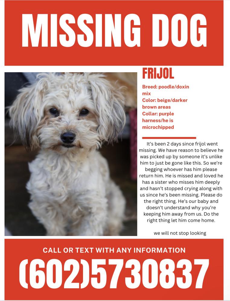 Image of Frijol, Lost Dog
