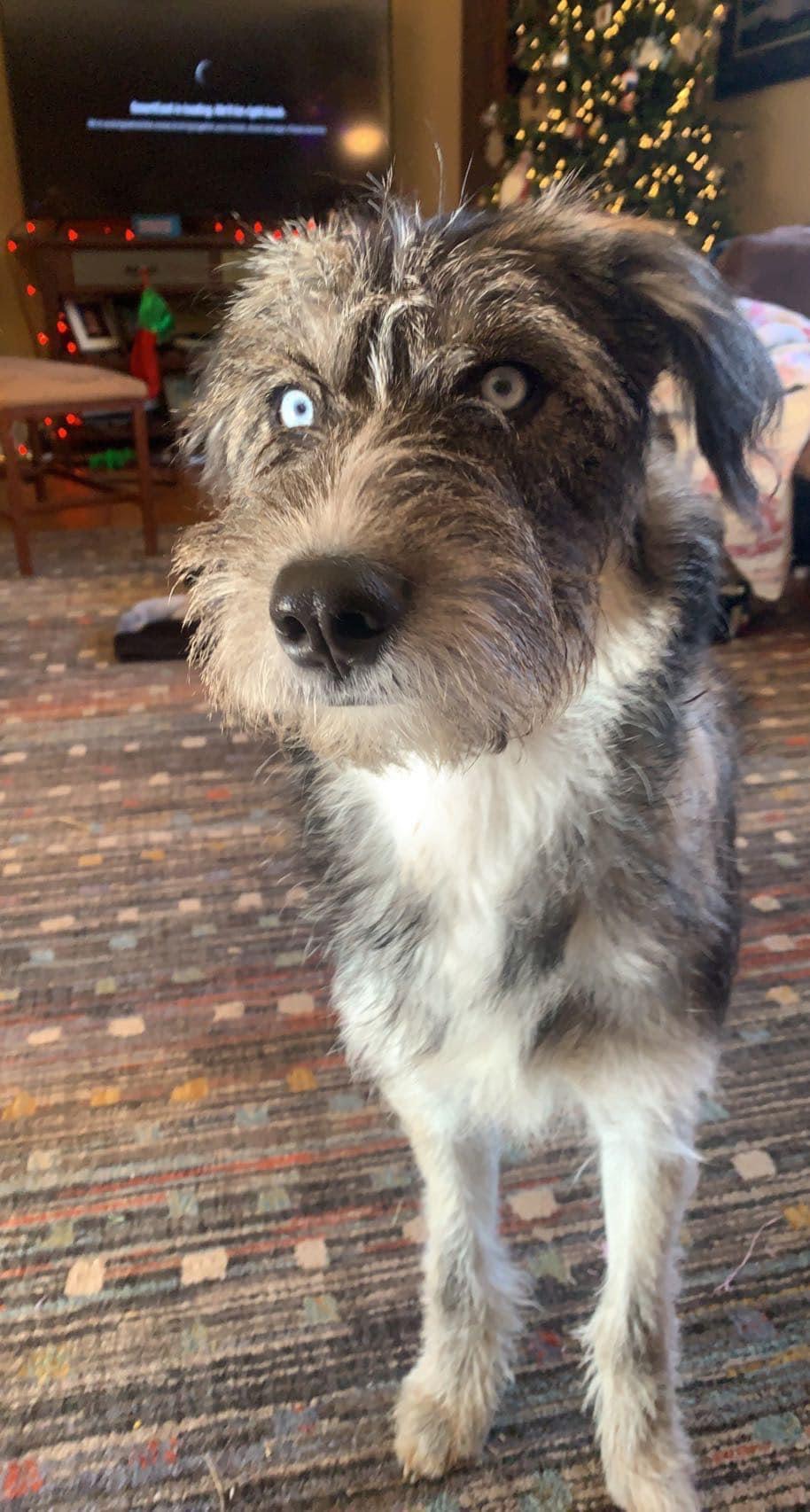 What Happened To Millie The Rock Dog