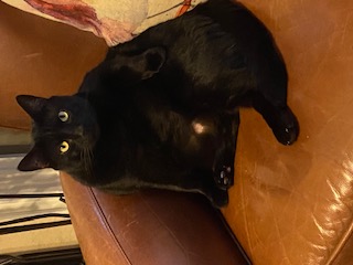 Image of Noir, Lost Cat