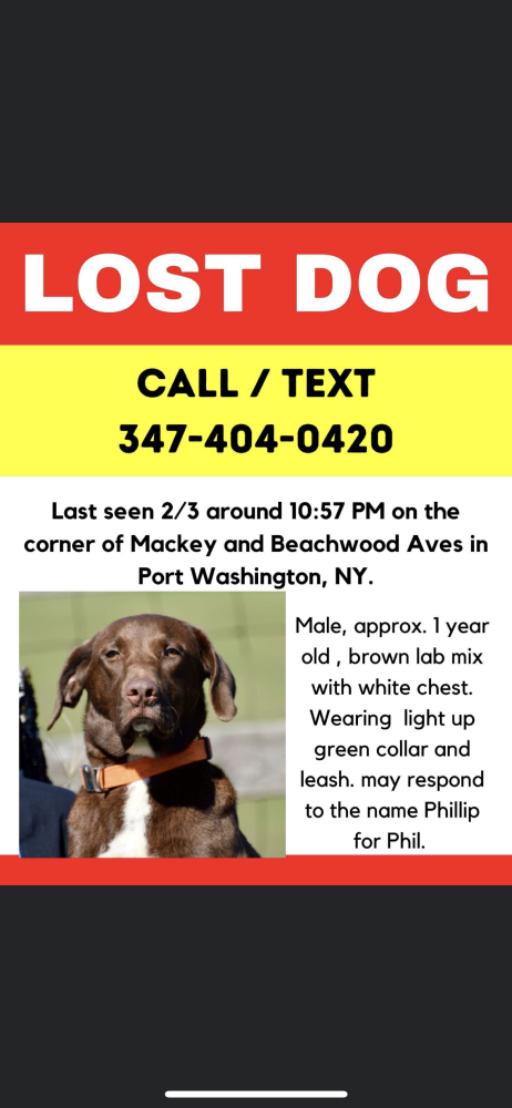Lost sales labrador retriever