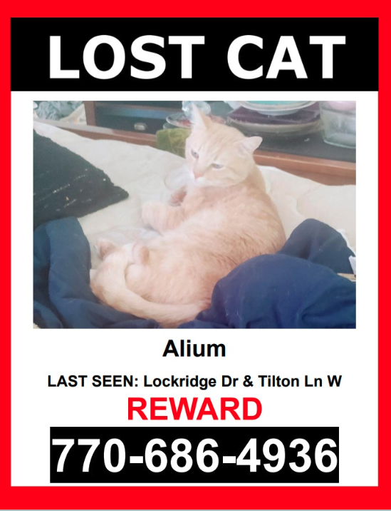 Image of Alium, Lost Cat