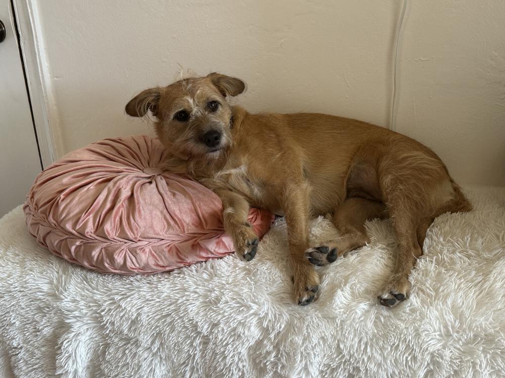 Irish terrier yorkie sales mix