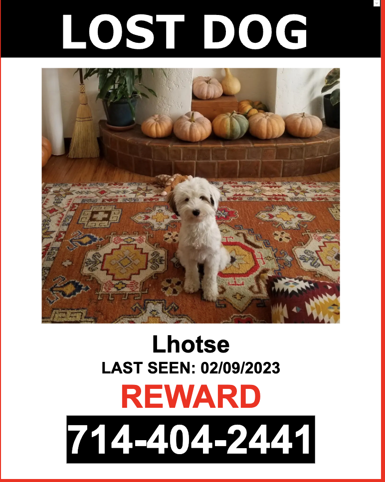 Image of Lhotse, Lost Dog