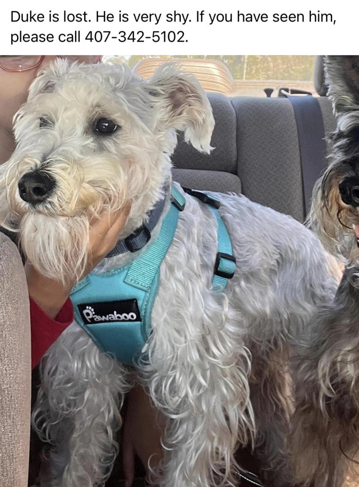 Lost Dog Miniature Schnauzer in APOPKA, FL Lost My Doggie