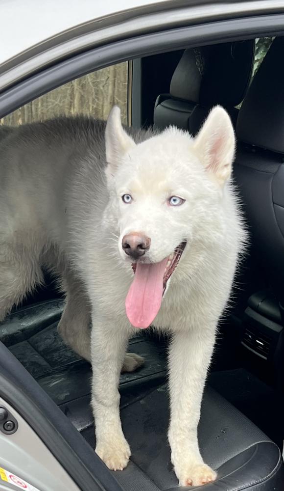 Found sales white husky