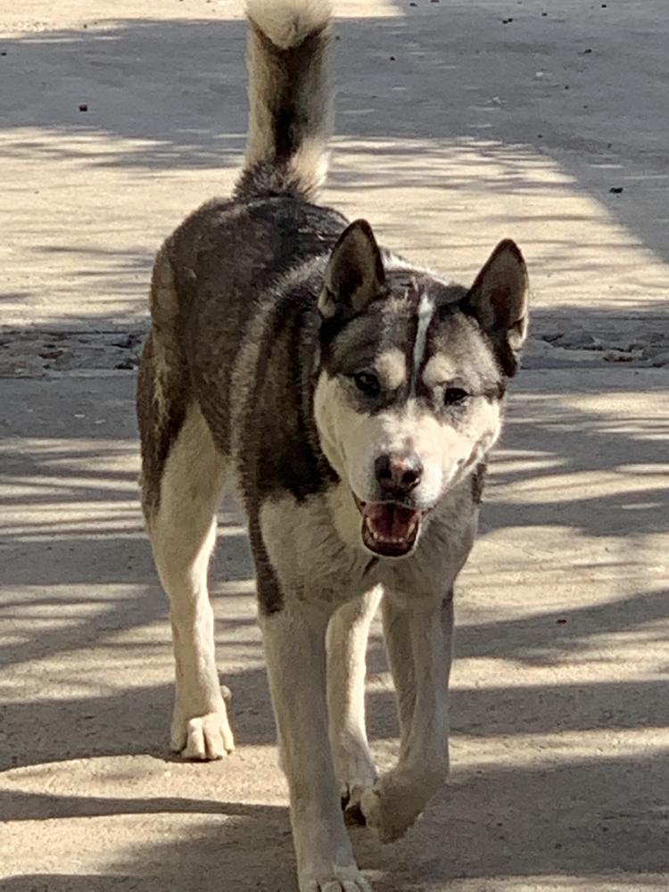Lost Dog Siberian Husky in PACOIMA, CA - Lost My Doggie