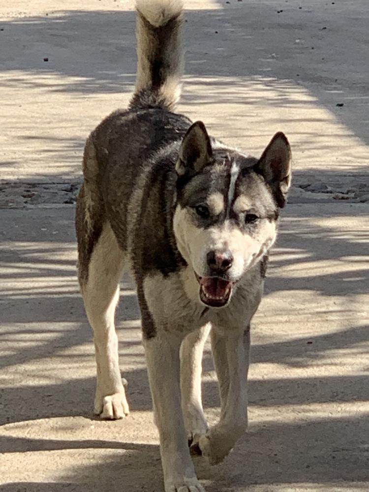 Lost Dog Siberian Husky in PACOIMA, CA - Lost My Doggie Lost Dog Siberian Husky in PACOIMA, CA - Lost My Doggie