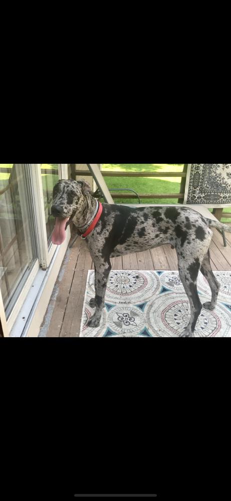 Lost Dog Great Dane In ENFIELD NH Lost My Doggie lost-dog-great-dane-in-enfield-nh-lost-my-doggie
