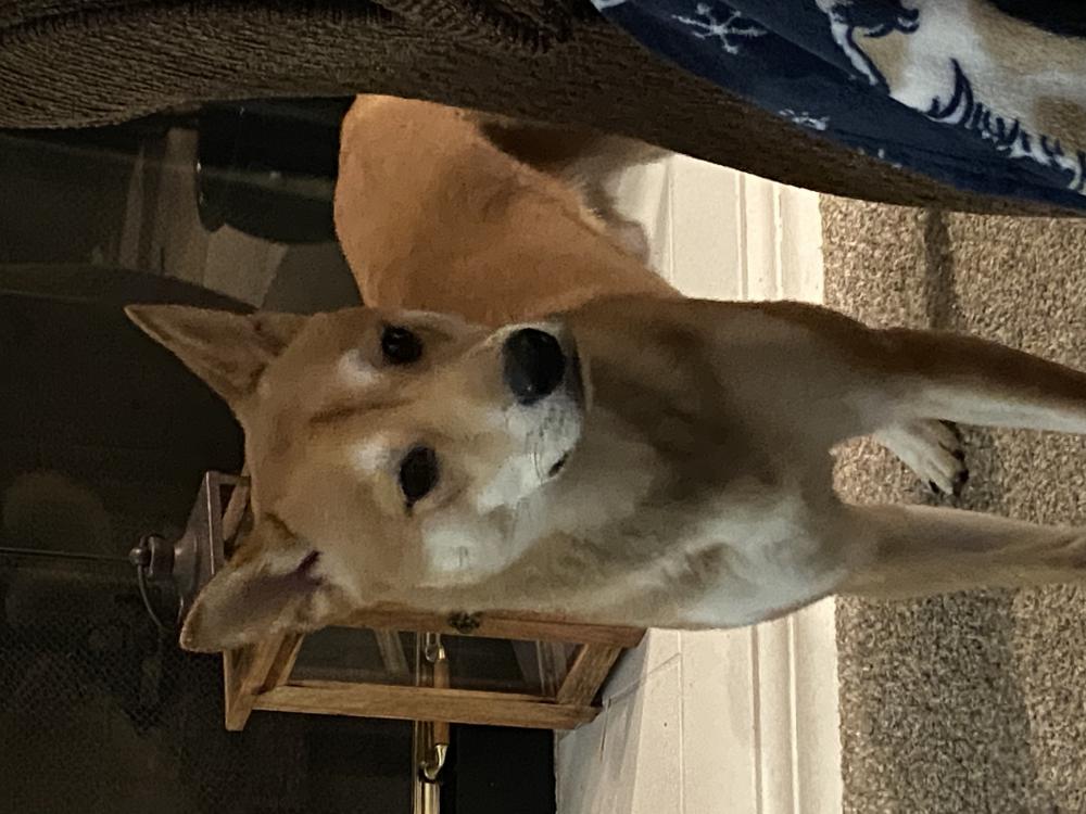 Image of Yuri, Lost Dog