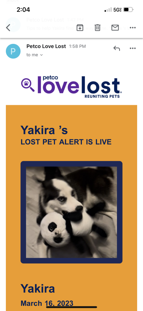 Image of Yakira, Lost Dog