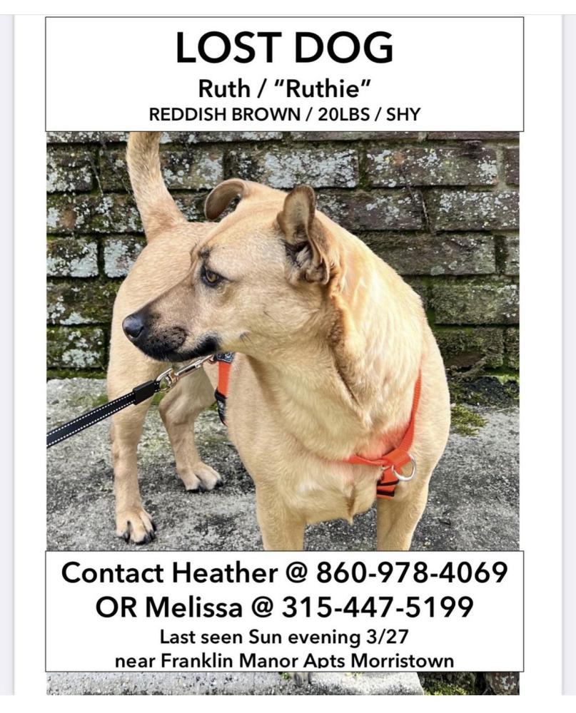 Lost Dog Mixed Breed in MORRISTOWN, NJ Lost My Doggie