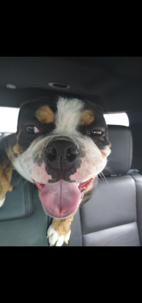 lost-dog-american-bulldog-in-raleigh-nc-lost-my-doggie