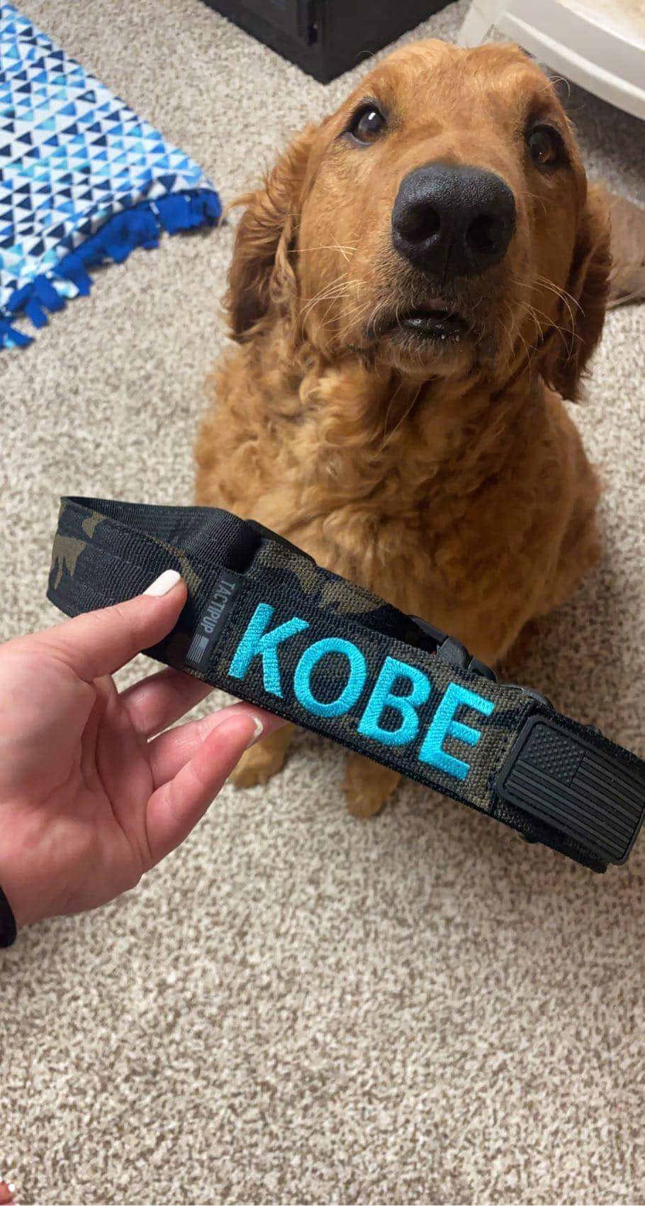 Image of Kobe, Lost Dog