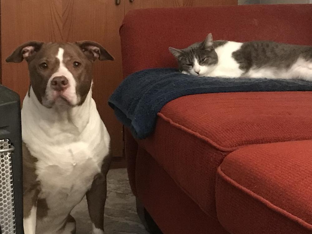 Can A Dog Pass A Sock