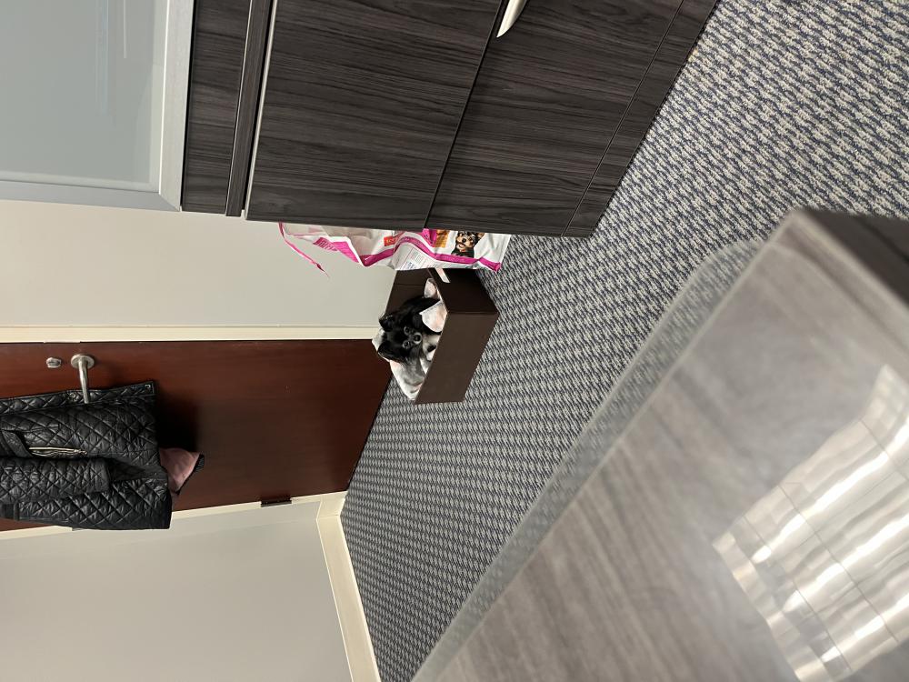 Lost Dog Chihuahua in EPHRATA, PA Lost My Doggie