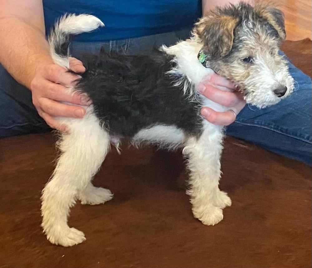 Brindle fox best sale terrier