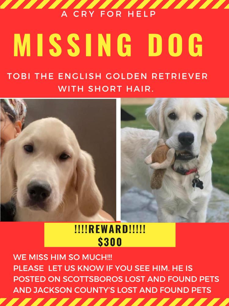 Image of Tobi, Lost Dog