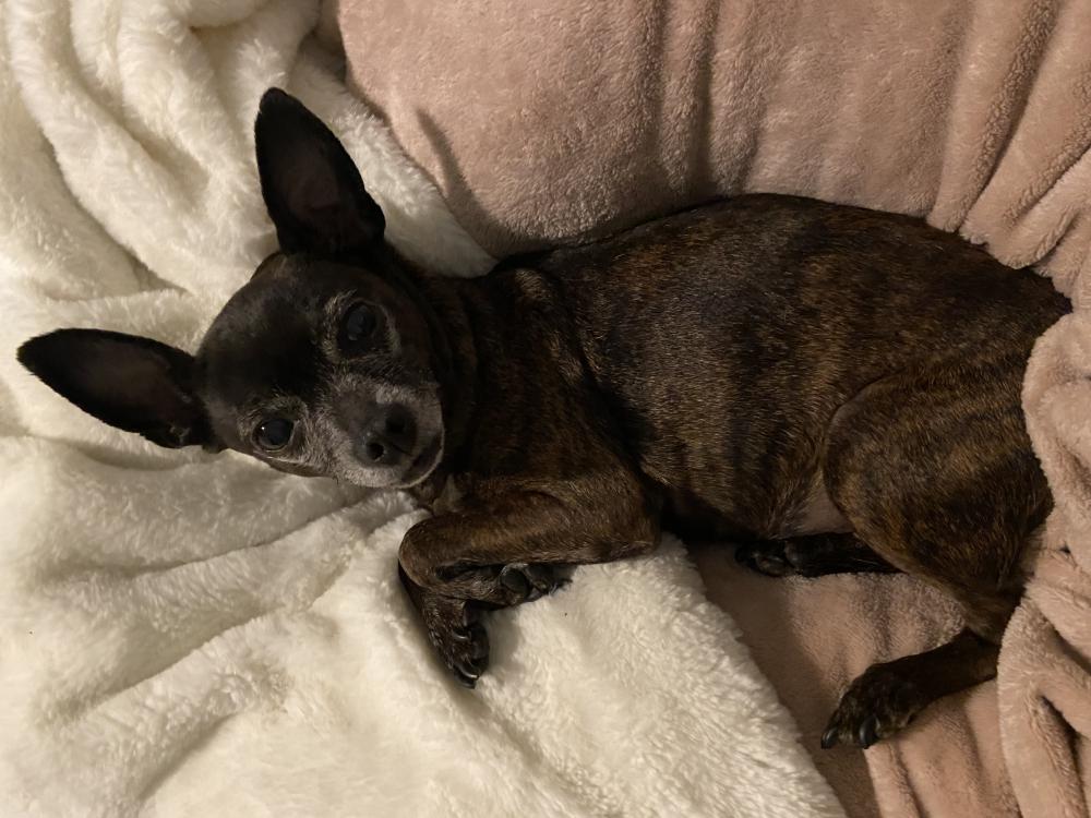 Brindle deer head sales chihuahua