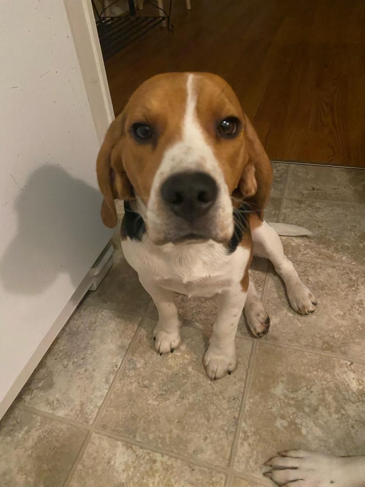 Image of Snoopy, Lost Dog