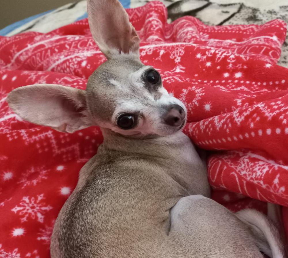 lost-dog-chihuahua-in-spring-hill-fl-lost-my-doggie