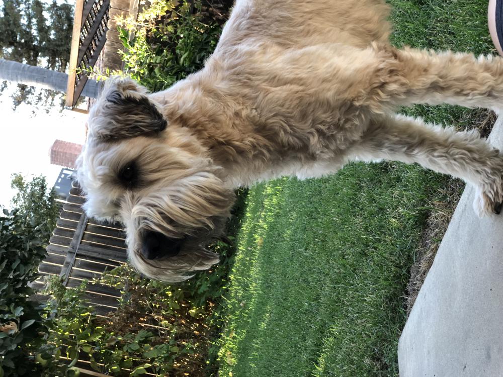 Lost Dogs Visali