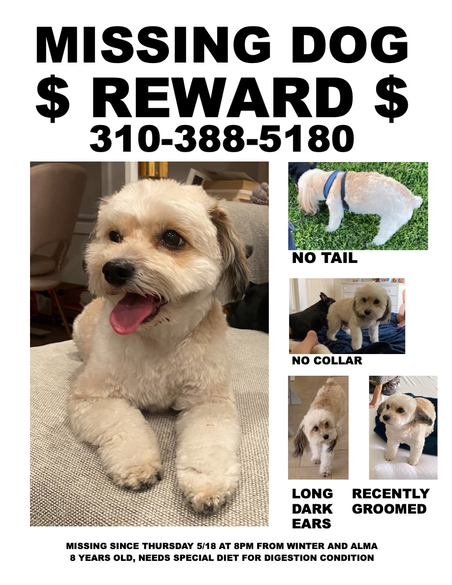 Lost Dog Maltese in LOS ANGELES CA Lost My Doggie
