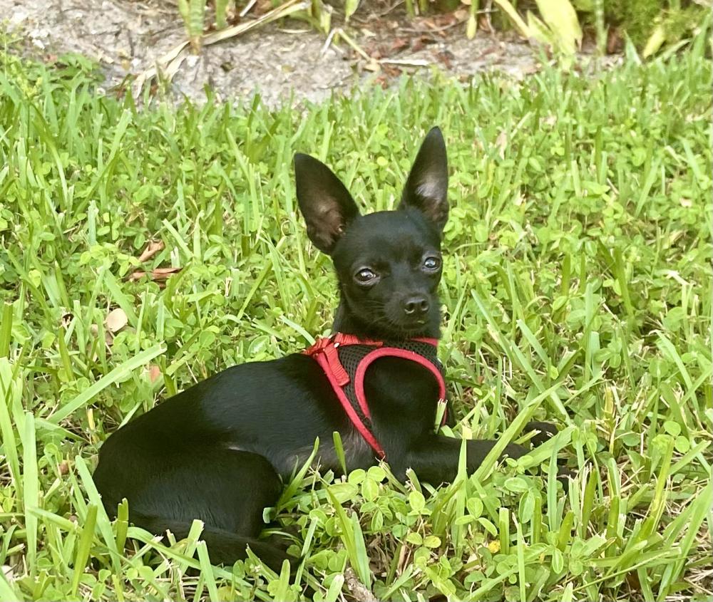 Deer chihuahua hot sale black