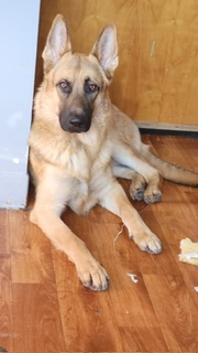 Image of Tyson khadka, Lost Dog