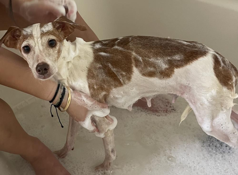 Lost Dog Chihuahua in KENNESAW, GA Lost My Doggie