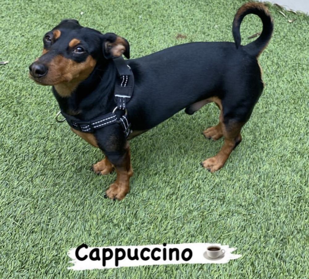 Found Dog Cappuccino
