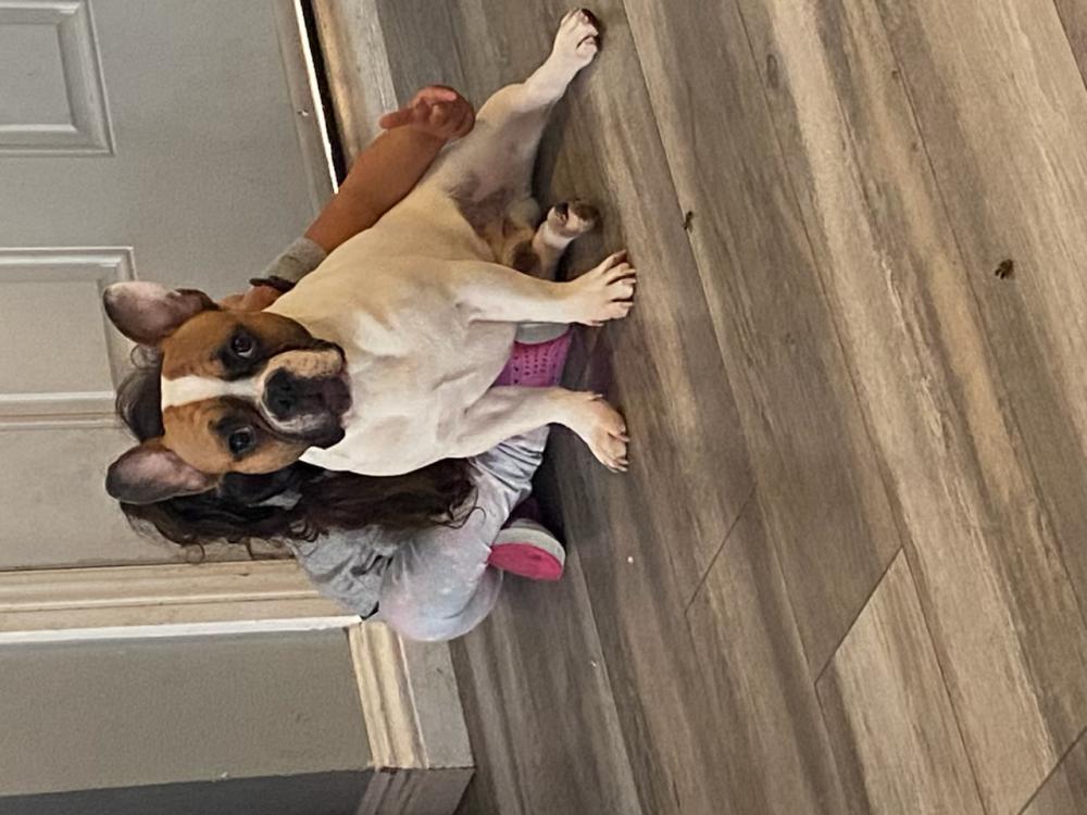 French Bulldog Boxer Mix Puppies