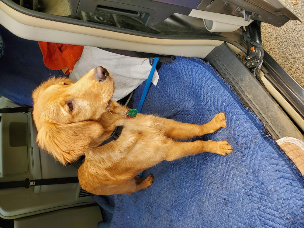 lost-dog-golden-retriever-in-hastings-on-hudson-ny-lost-my-doggie