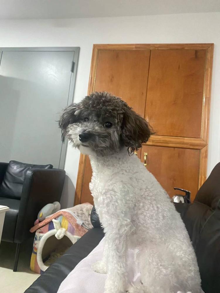 Lost Dog Poodle in BROOKLYN, NY - Lost My Doggie