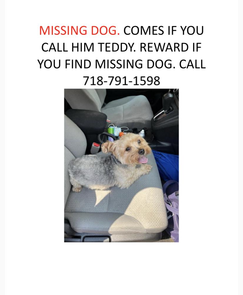 Teddy missing hot sale dog