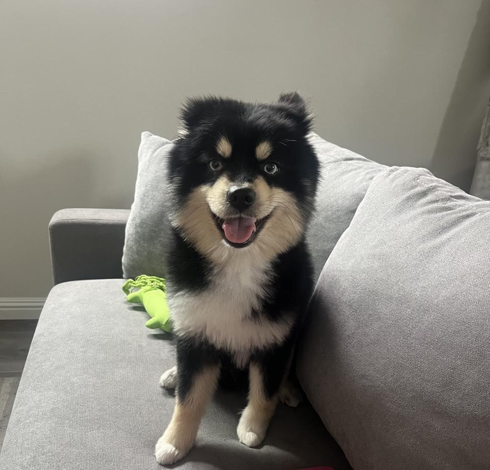 Lost Dog Mixed Breed in ANAHEIM, CA - Lost My Doggie