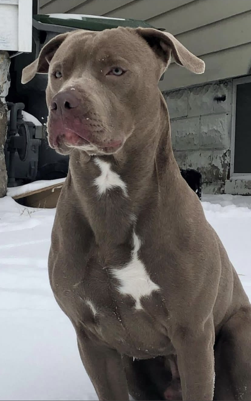 Lost Dog Pit Bull in MILWAUKEE, WI - Lost My Doggie