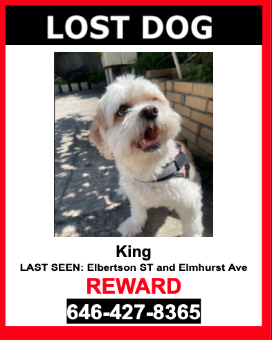 Lost Dog Shih Tzu in NEW YORK, NY - Lost My Doggie