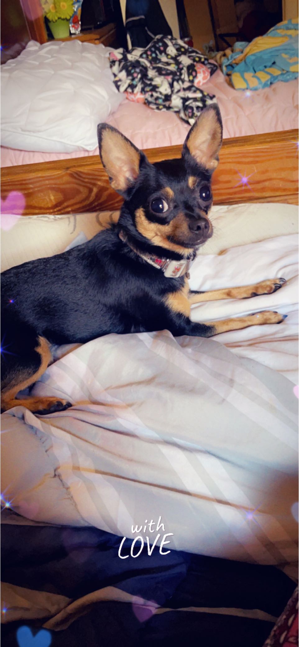 Lost Dog Chihuahua in ROANOKE, VA Lost My Doggie