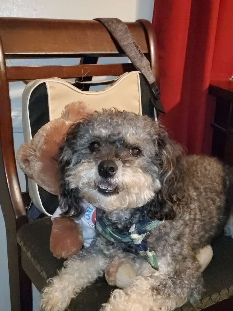 Brindle maltipoo hot sale