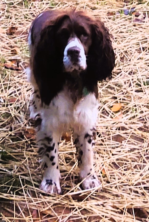 Lost springer spaniel cheap