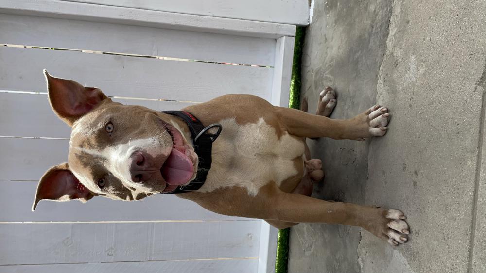 Tan Red Nose Pitbull Puppies