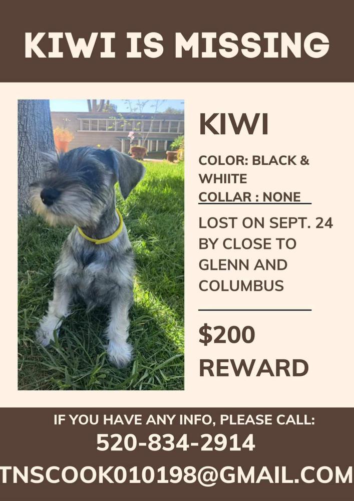Lost schnauzer sales