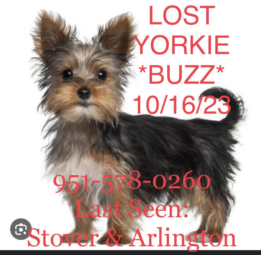 Image of BUZZ, Lost Dog