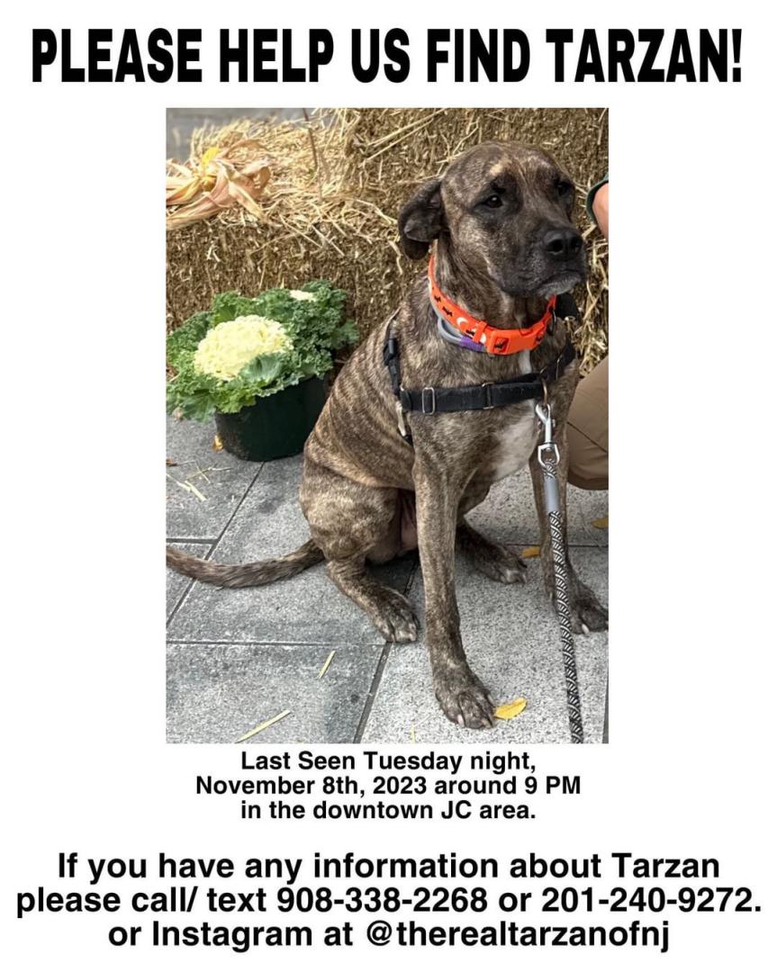 Image of Tarzan, Lost Dog