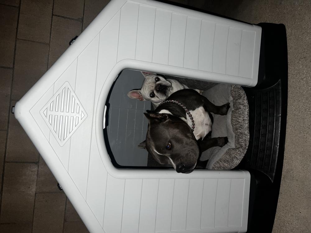 Image of Draco & Hula 2dogs, Lost Dog