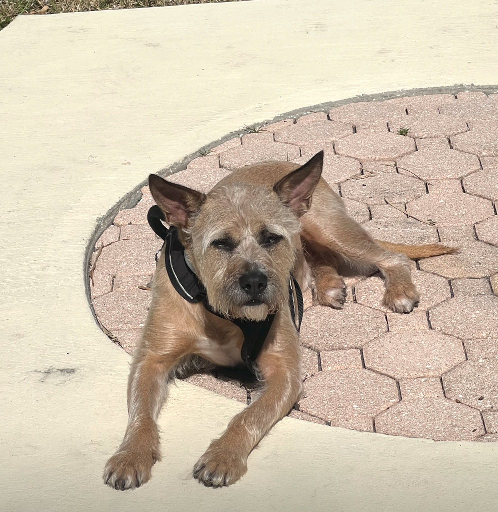 Lost Dog Mixed Breed In VERO BEACH FL Lost My Doggie lost-dog-mixed-breed-in-vero-beach-fl-lost-my-doggie