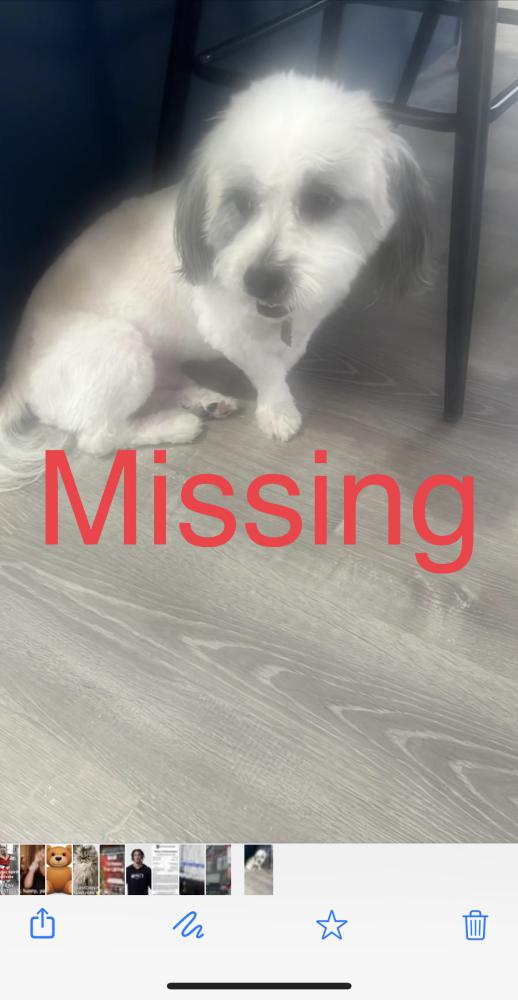 Image of Rookie, Lost Dog